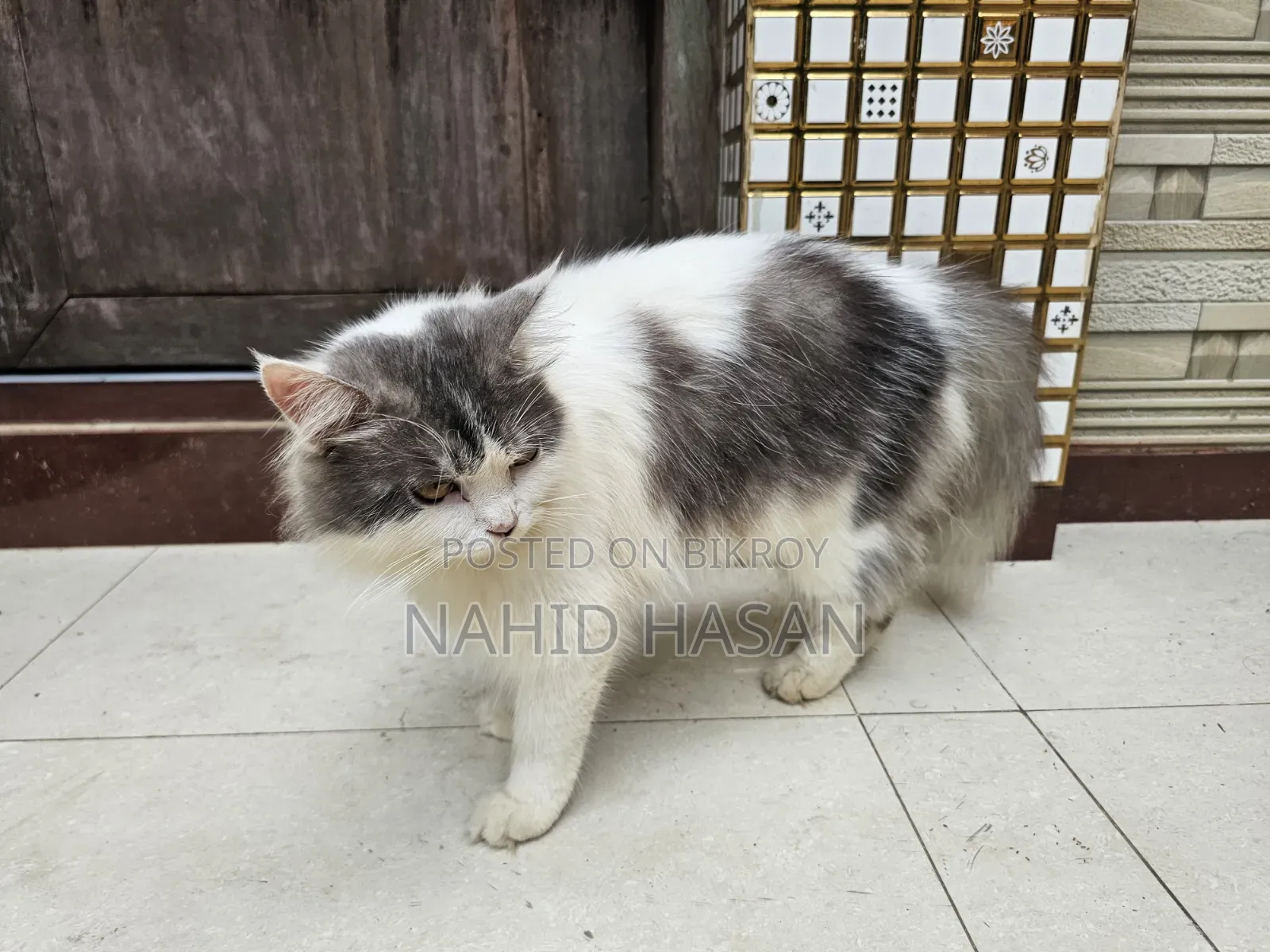 6-12 Months Male Purebred Persian
