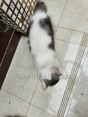 6-12 Months Male Purebred Persian