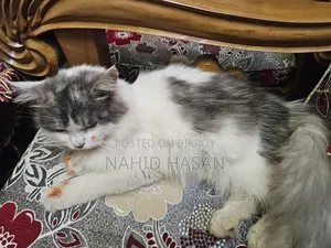 6-12 Months Male Purebred Persian