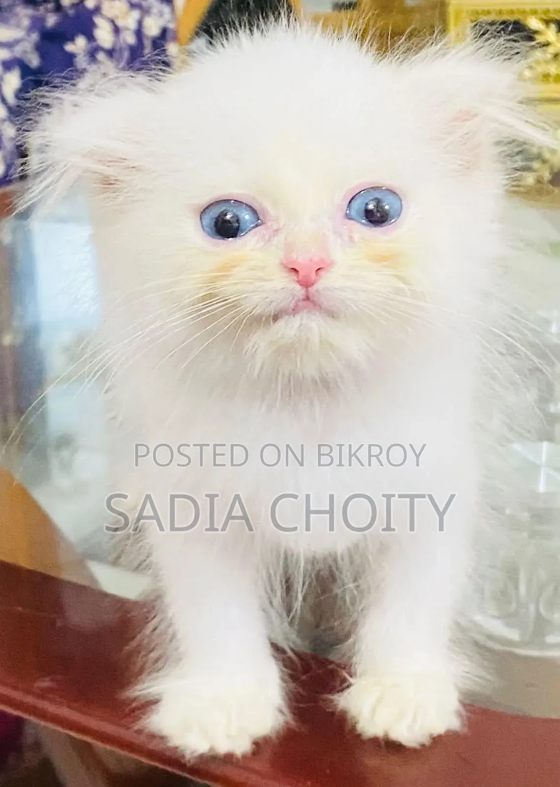 1-3 Months Male Purebred Persian