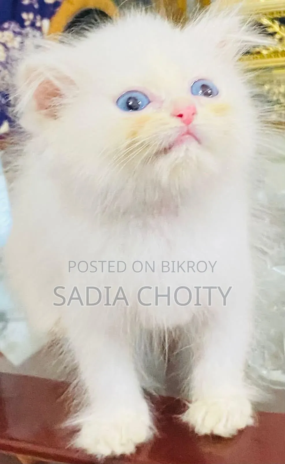 1-3 Months Male Purebred Persian