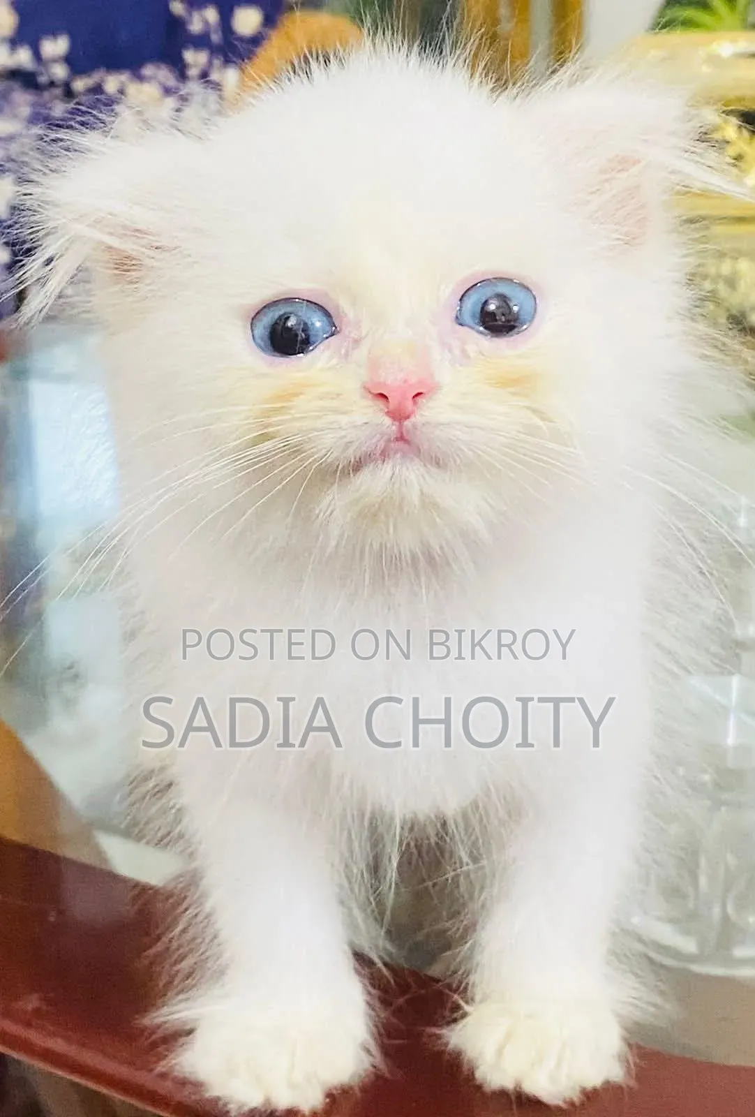 1-3 Months Male Purebred Persian