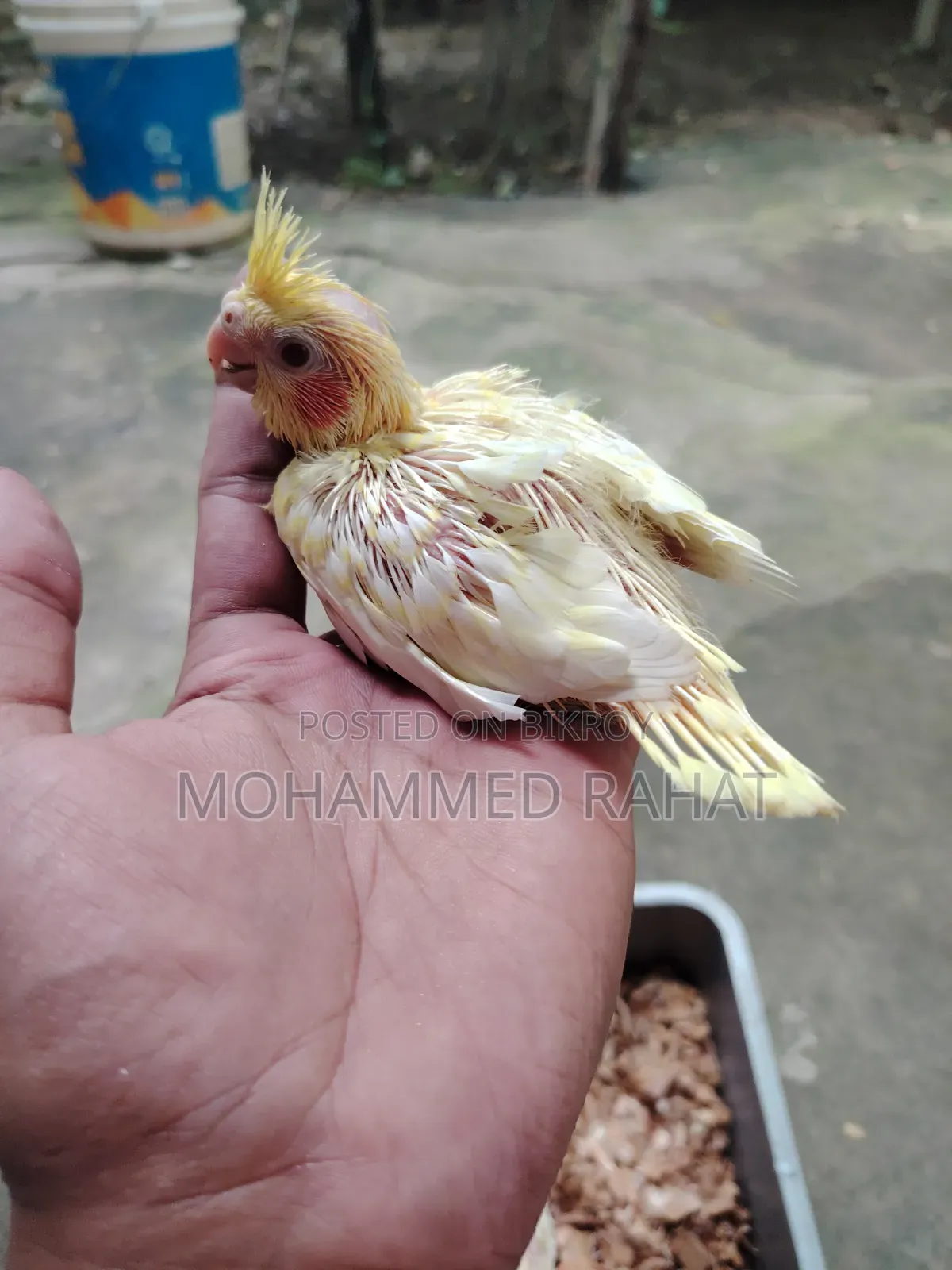 Lutino Pearl Baby