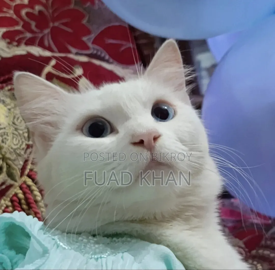 1+ Year Female Mixed Breed Persian Cat