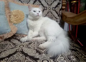 1+ Year Female Mixed Breed Persian Cat