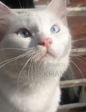 1+ Year Female Mixed Breed Persian Cat