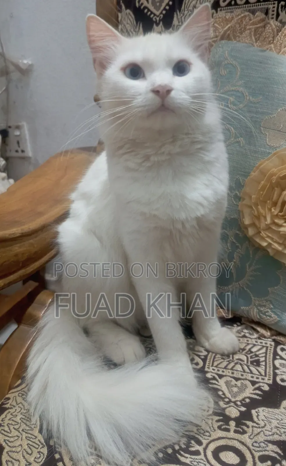 1+ Year Female Mixed Breed Persian Cat