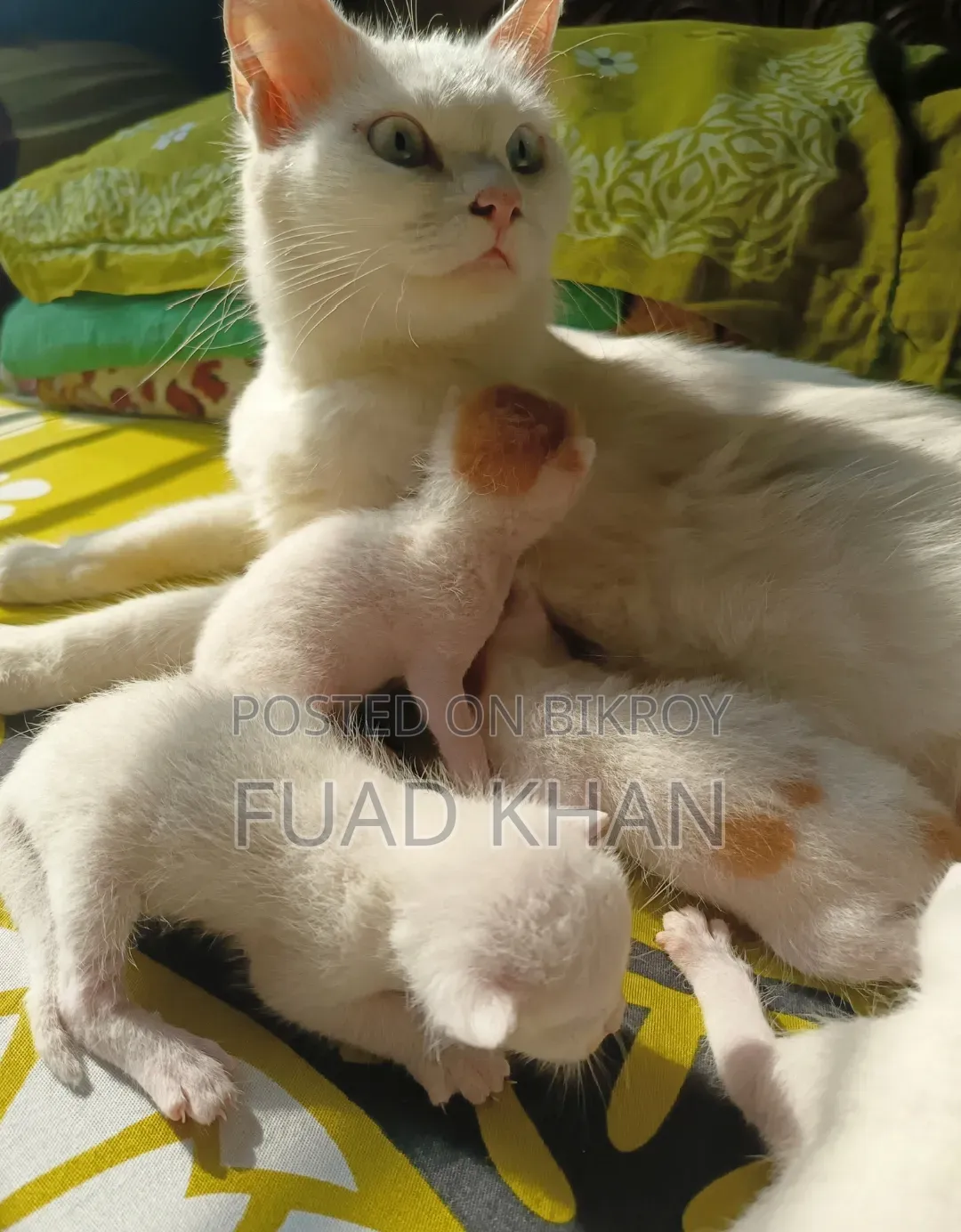 1+ Year Female Mixed Breed Persian Cat