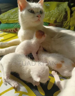 1+ Year Female Mixed Breed Persian Cat