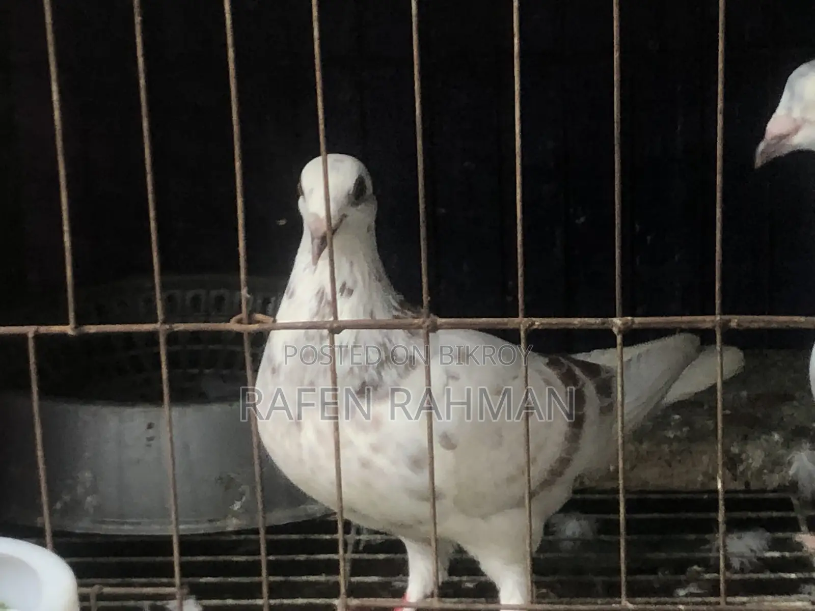 White Mily Female Pigeon
