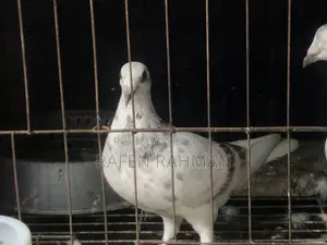 White Mily Female Pigeon