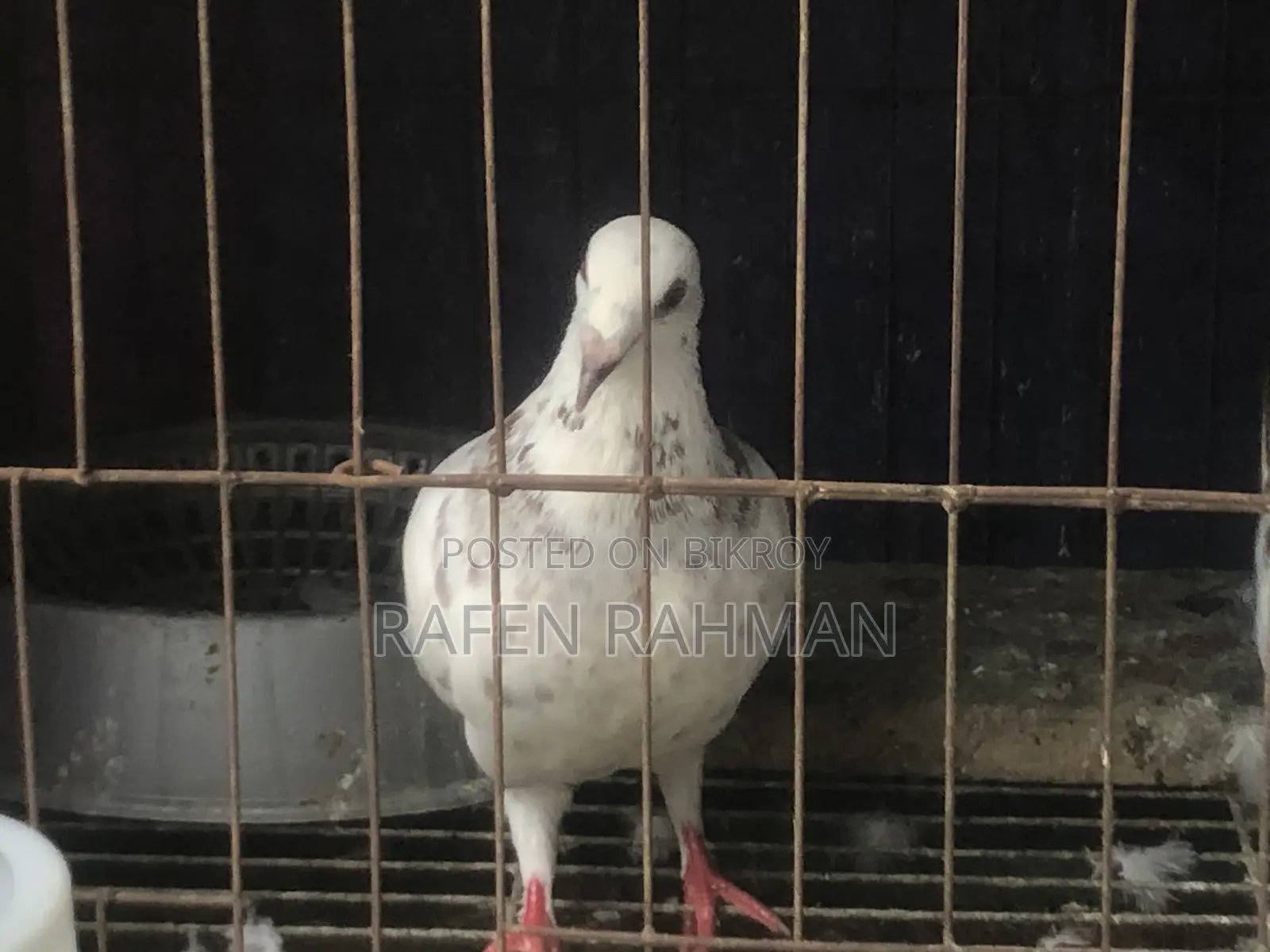 White Mily Female Pigeon