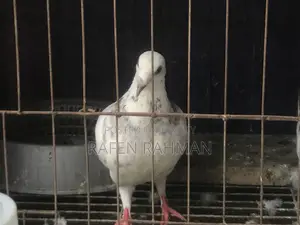 White Mily Female Pigeon