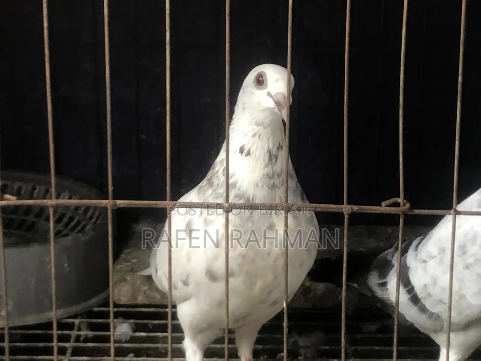 White Mily Female Pigeon