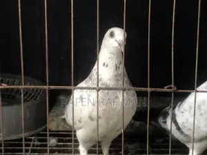White Mily Female Pigeon