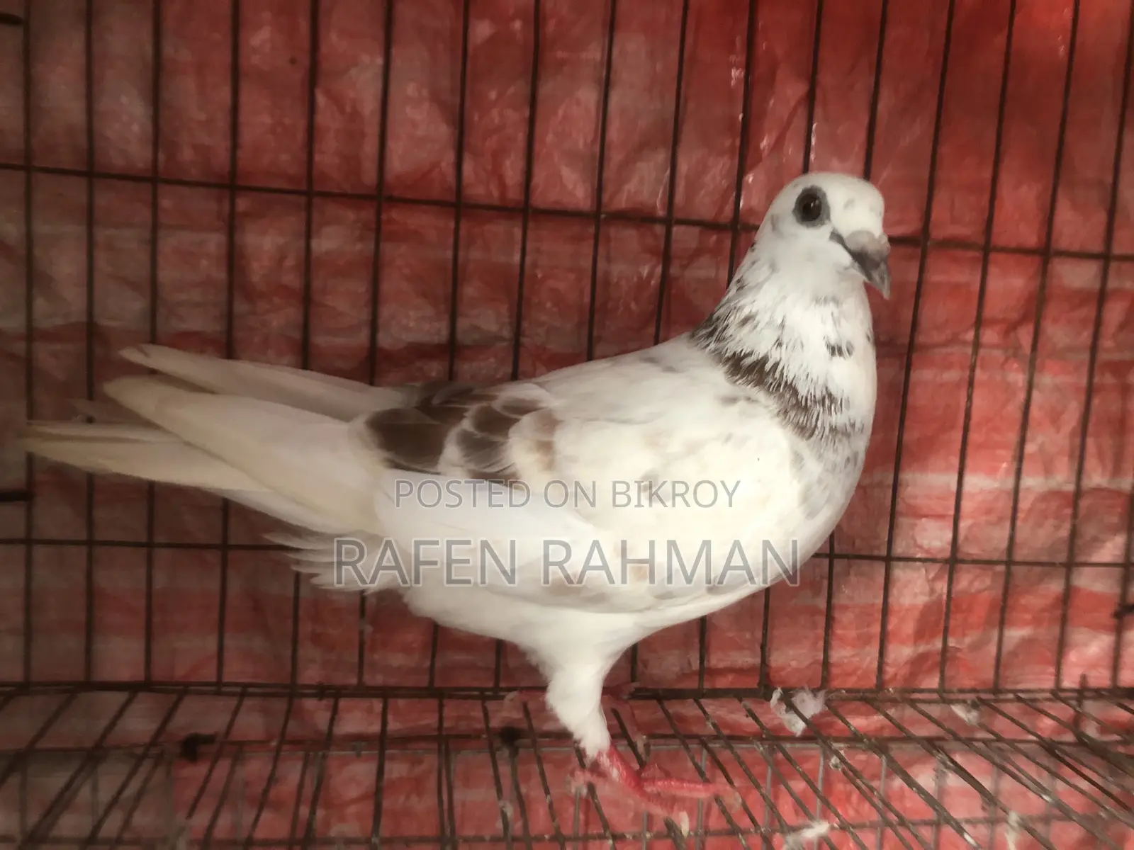 White Mily Female Pigeon