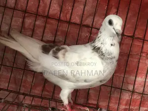 White Mily Female Pigeon