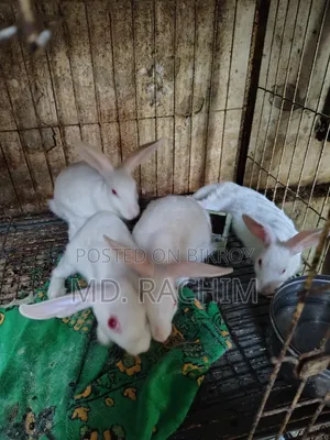 Rabbit for sale