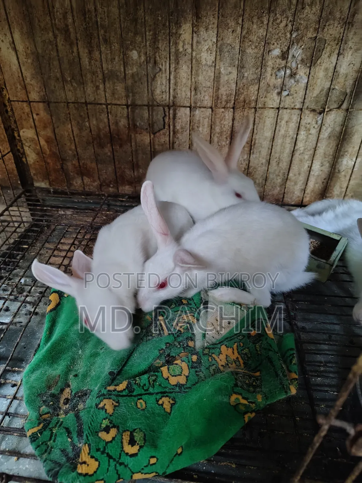 Rabbit for sale