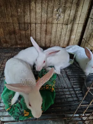 Rabbit for sale