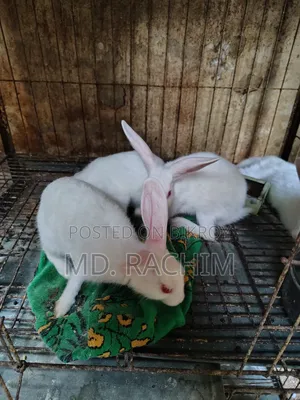 Rabbit for sale
