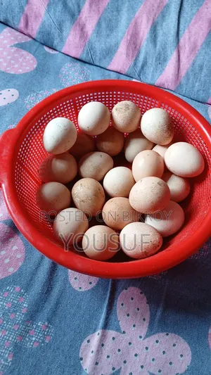 Chinese chicken eggs for sale