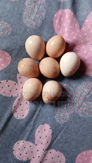 Chinese chicken eggs for sale