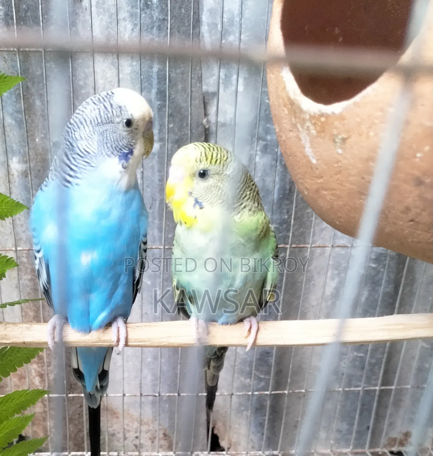 Budgerigar Bird