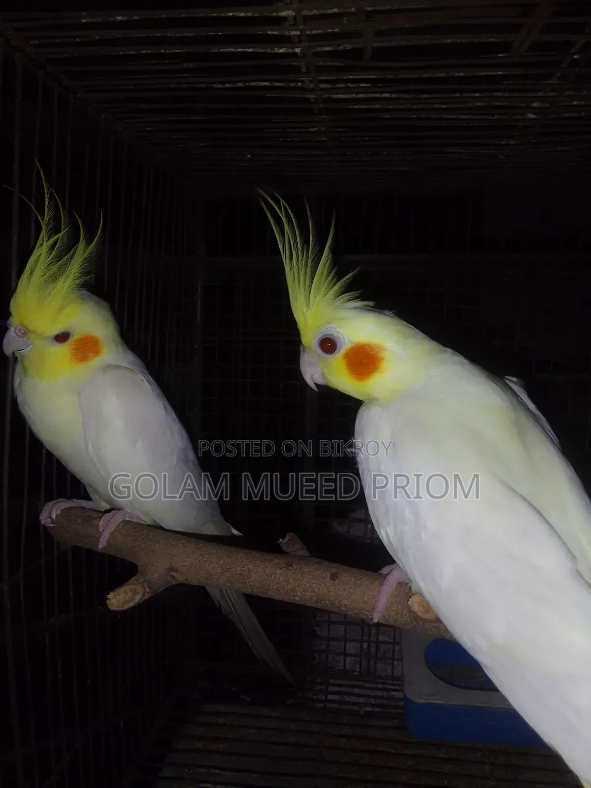 Cockatiel Running Pair
