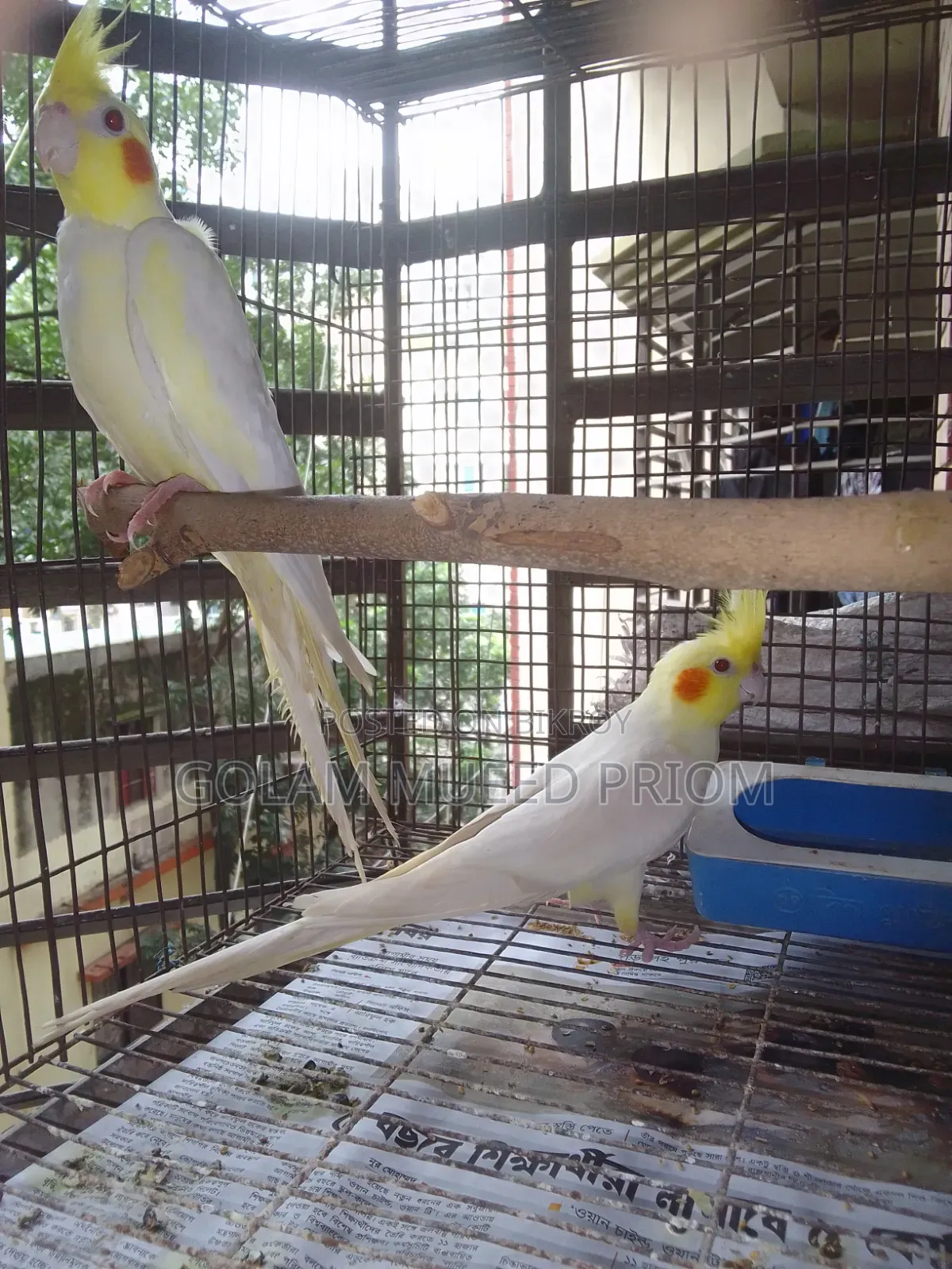 Cockatiel Running Pair