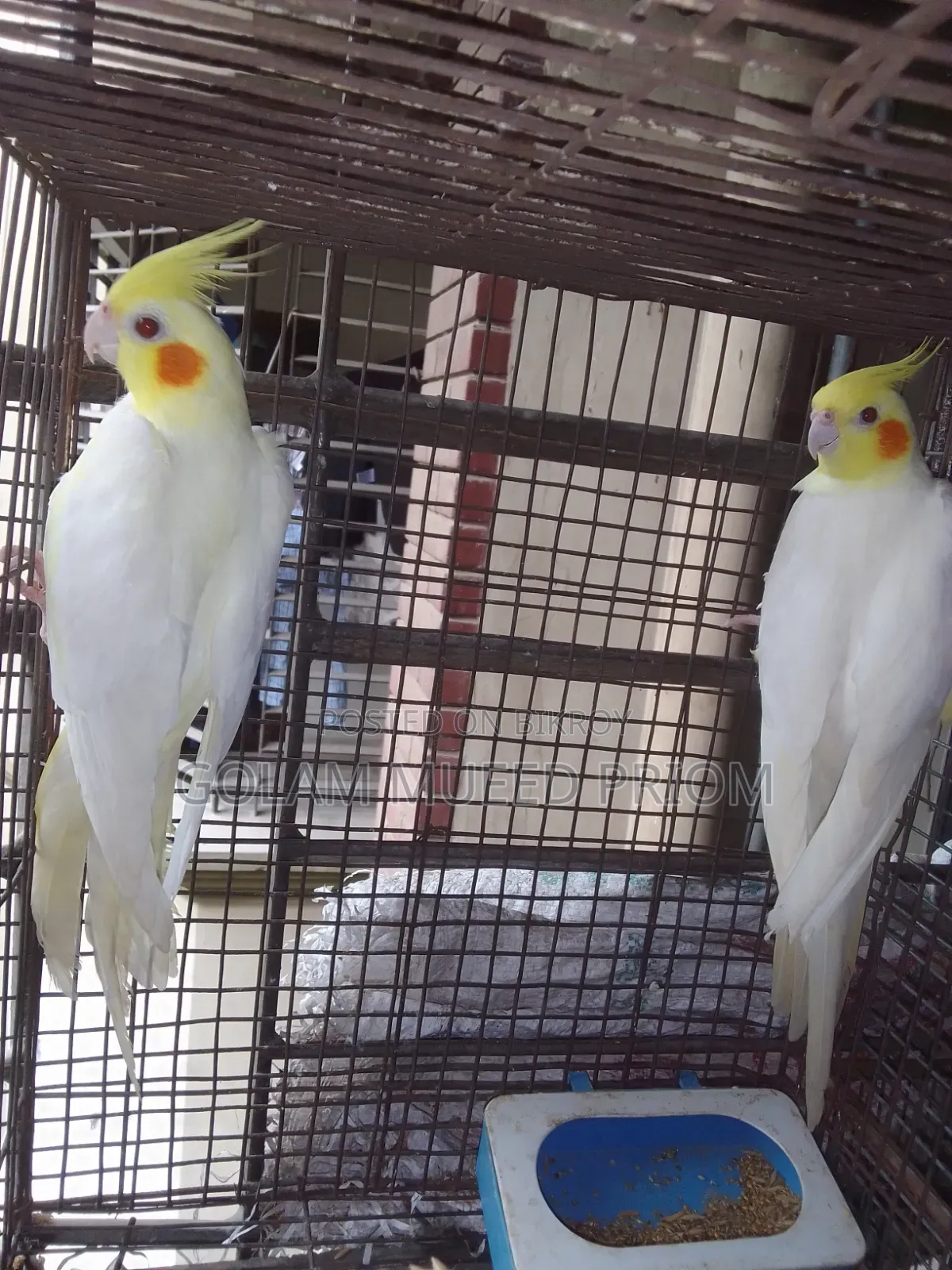 Cockatiel Running Pair