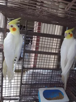 Cockatiel Running Pair