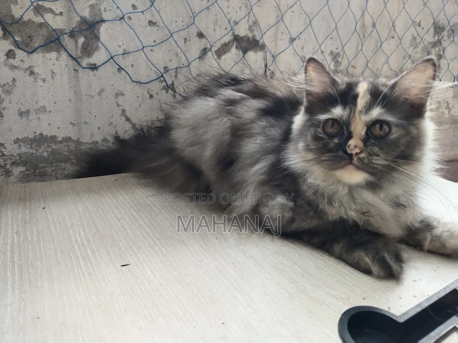 1-3 Months Female Purebred Persian