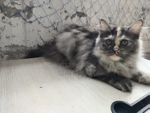 1-3 Months Female Purebred Persian