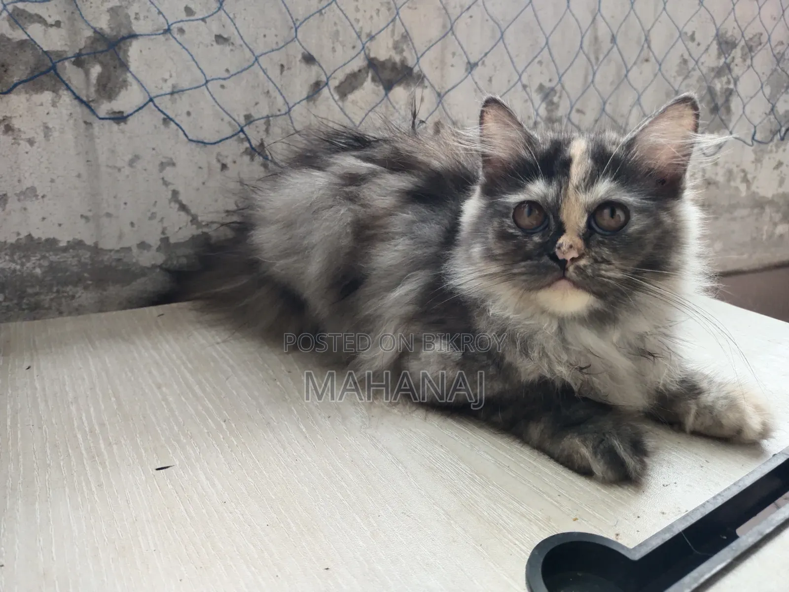1-3 Months Female Purebred Persian