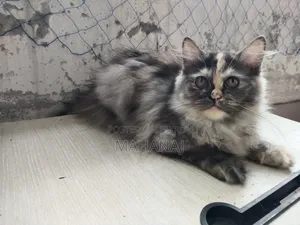 1-3 Months Female Purebred Persian