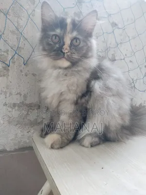 1-3 Months Female Purebred Persian