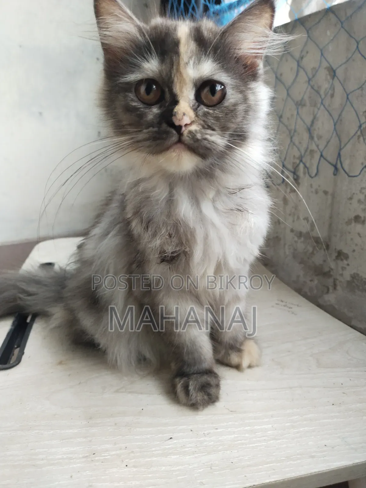 1-3 Months Female Purebred Persian