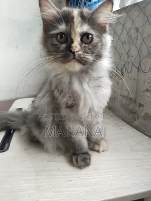 1-3 Months Female Purebred Persian