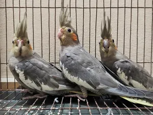 Female Grey Cockatiel 3 Pieces