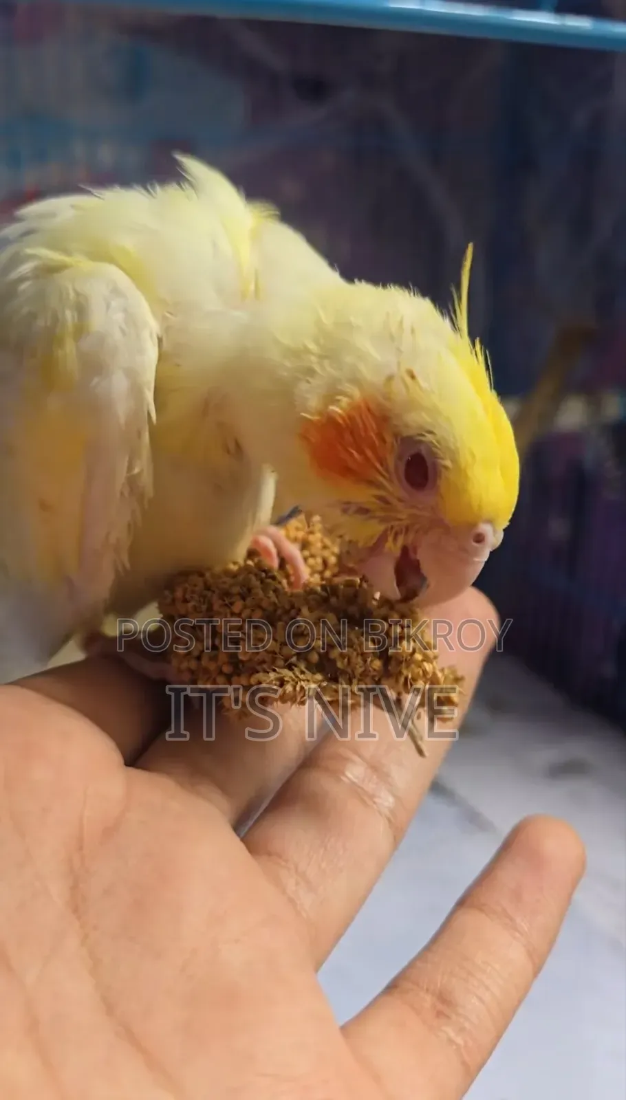 Lutino Cockatiel Red Eyes