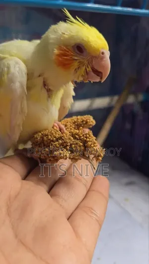 Lutino Cockatiel Red Eyes