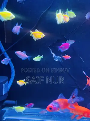 Aquarium Fish