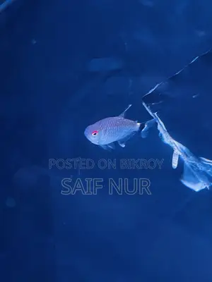 Aquarium Fish