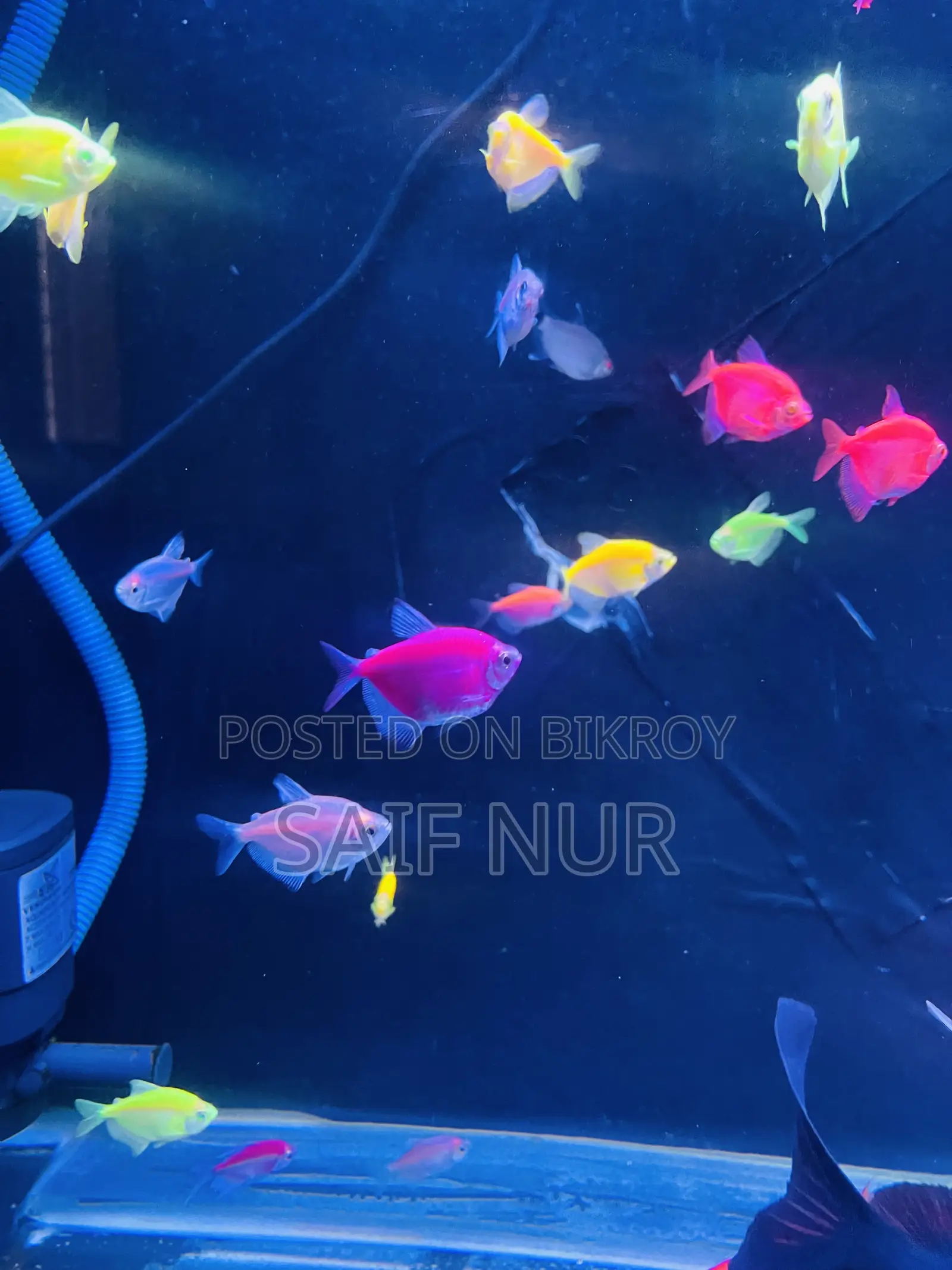 Aquarium Fish