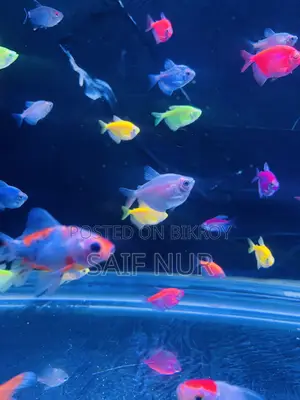 Aquarium Fish