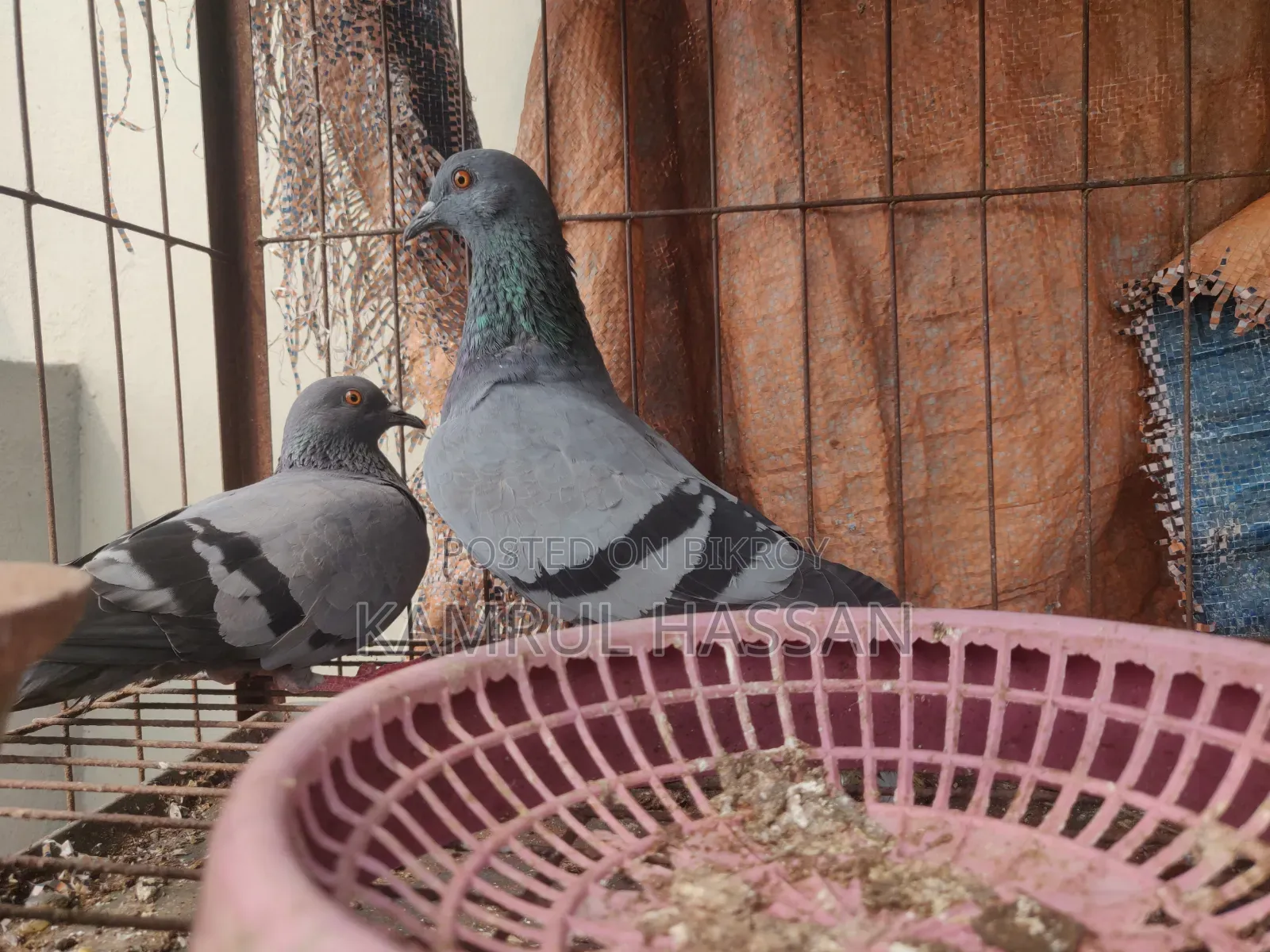 Jalali Pigeon