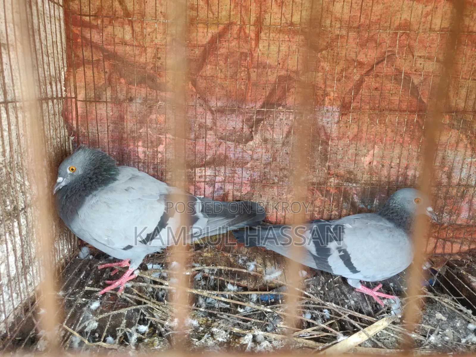 Jalali Pigeon