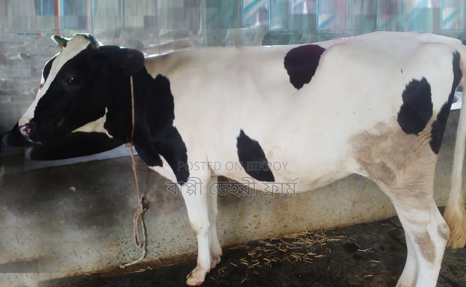 No. 1289 Improved Breed Heifer