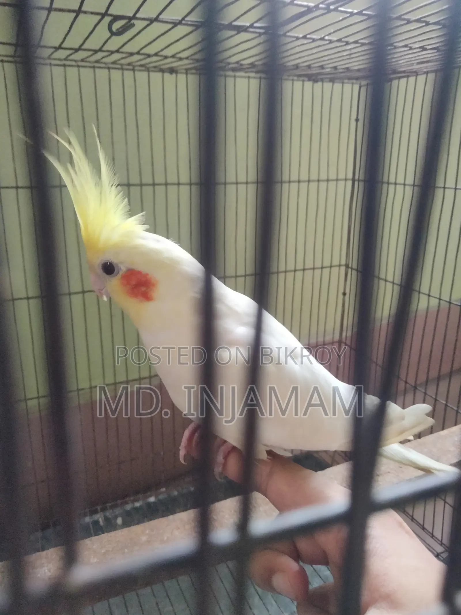 Cockatiel Bird